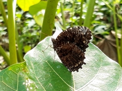 Elymnias casiphone casiphone