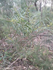 Acacia stricta