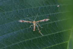 Geina periscelidactylus