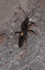 Ectomocoris