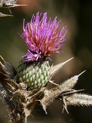 Cirsium phyllocephalum