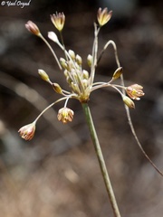 Allium tardiflorum