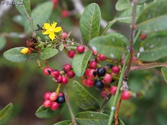 Hypericum thymifolium