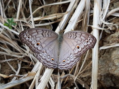 Junonia atlites