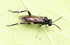 Macrophya militaris