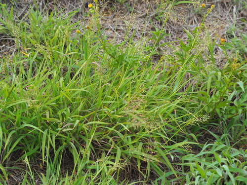 Image of Scented Top (Capillipedium parviflorum) by no rights reserved