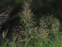 Capillipedium parviflorum