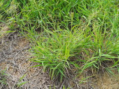 Capillipedium parviflorum