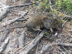 Antechinus