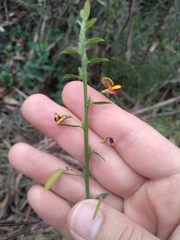 Bossiaea stephensonii