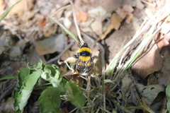 Bombus ruderatus
