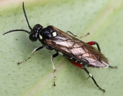 Macrophya punctumalbum