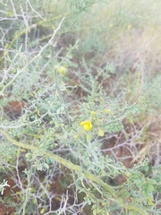 Parkinsonia texana