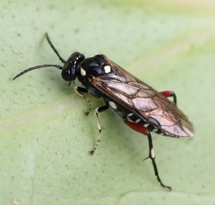 Macrophya punctumalbum