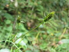 Bidens parviflora