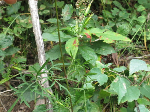 Image of Bidens parviflora by (c) Repina Tatyana, some rights reserved (CC BY)