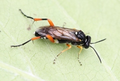 Macrophya rufipes