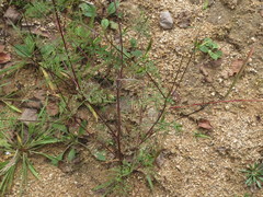 Bidens parviflora