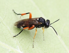Macrophya rufipes