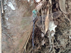 Gynacantha subinterrupta