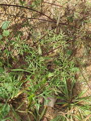 Bidens parviflora