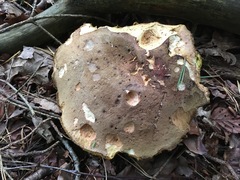 Hortiboletus bubalinus