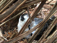 Pterodroma cervicalis