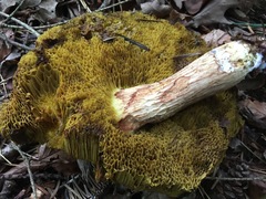 Hortiboletus bubalinus