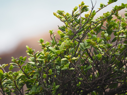 Eurya emarginata iNat (3)