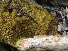 Hortiboletus bubalinus