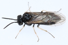 Monophadnus pallescens