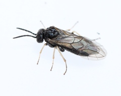 Monophadnus pallescens