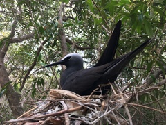 Black Noddy photo 5