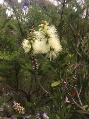 Melaleuca pallida