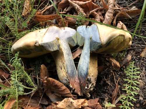 Rooting Bolete