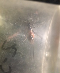 Atanycolus cappaerti