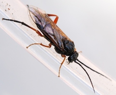 Euura caeruleocarpus