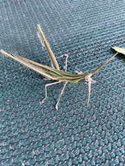 Acrida acuminata
