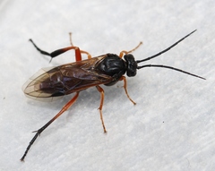 Euura caeruleocarpus