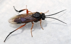 Euura caeruleocarpus