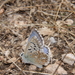 Azure Chalkhill Blue - Photo (c) antonio1961, some rights reserved (CC BY-NC), uploaded by antonio1961