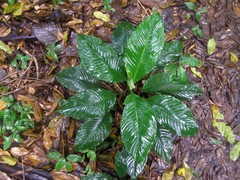 Dieffenbachia seguine