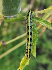 Xanthodes transversa