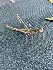 Acrida acuminata