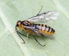 Euura tibialis