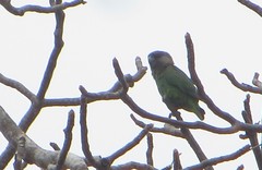 Poicephalus cryptoxanthus tanganyikae