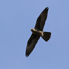 Falco subniger