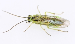 Euura glutinosae