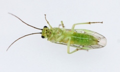 Euura glutinosae