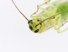 Euura glutinosae